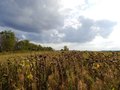 #7: Sunflower field surrounding the confluence