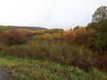 #9: Осенние краски / Autumn colors