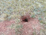 #11: Marmot's hole