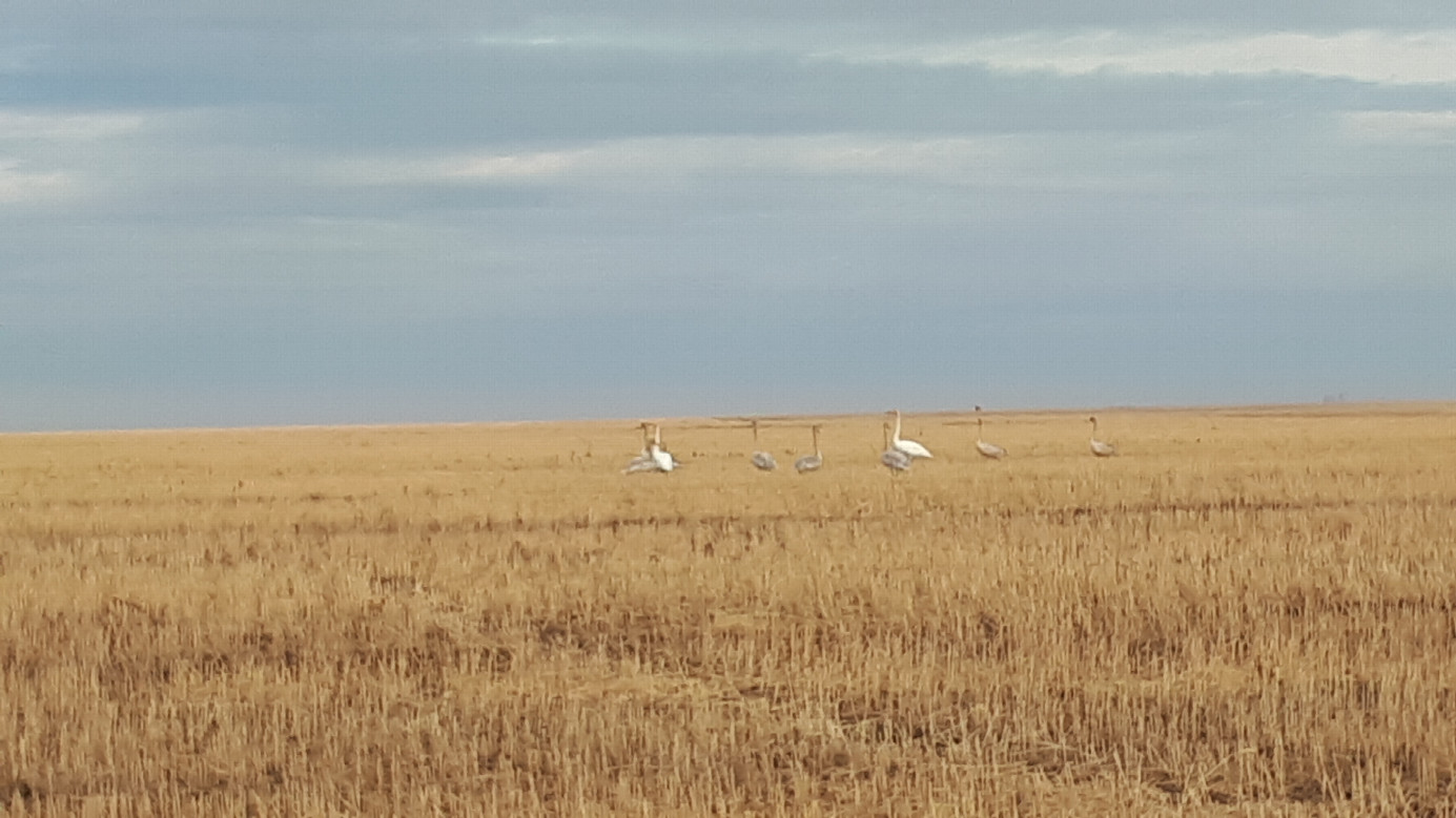 Local landscape / местный пейзаж