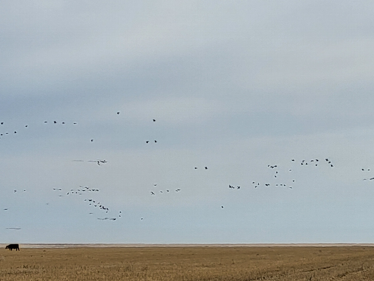 Flying cranes / летят журавли