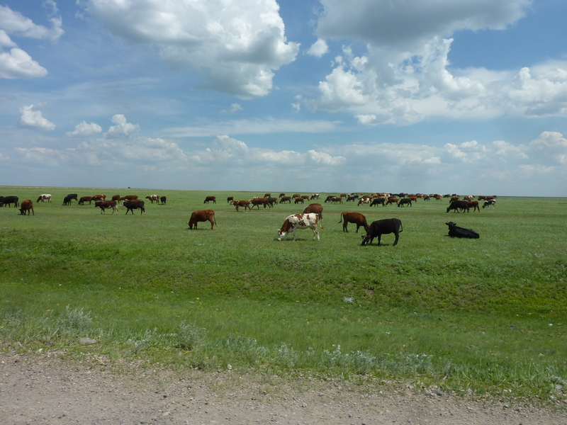 Lots of horses
