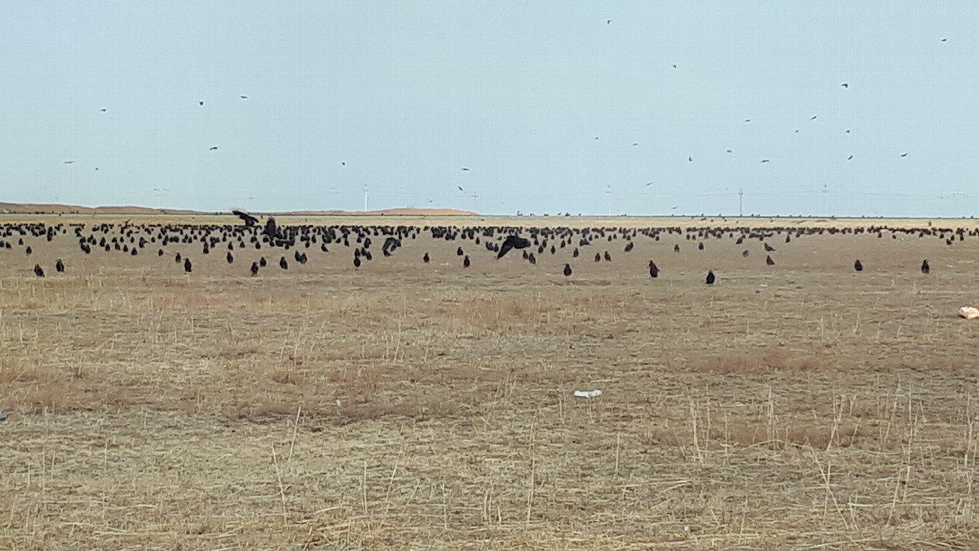 Local landscape / местный пейзаж