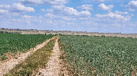 #7: полевая дорога / Field dirt road
