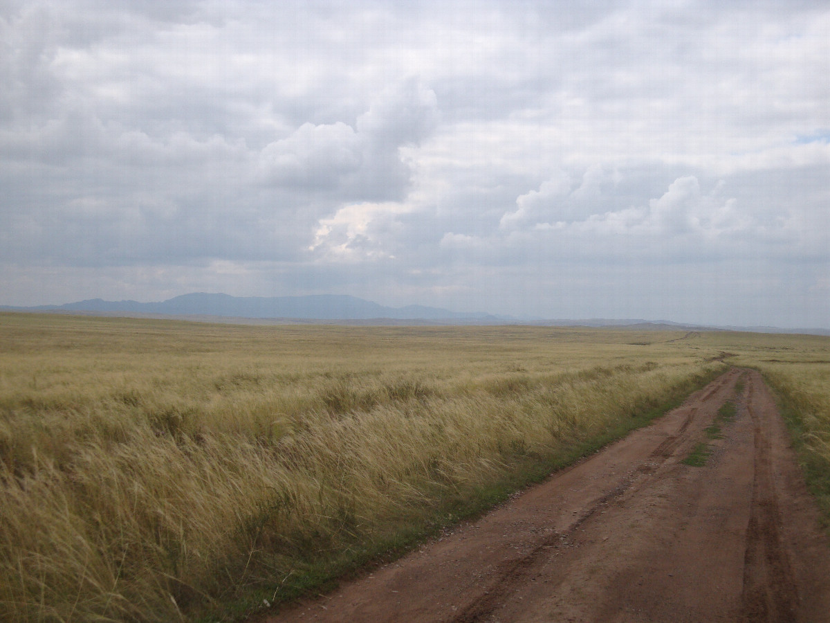 Полевая дорога / Field road