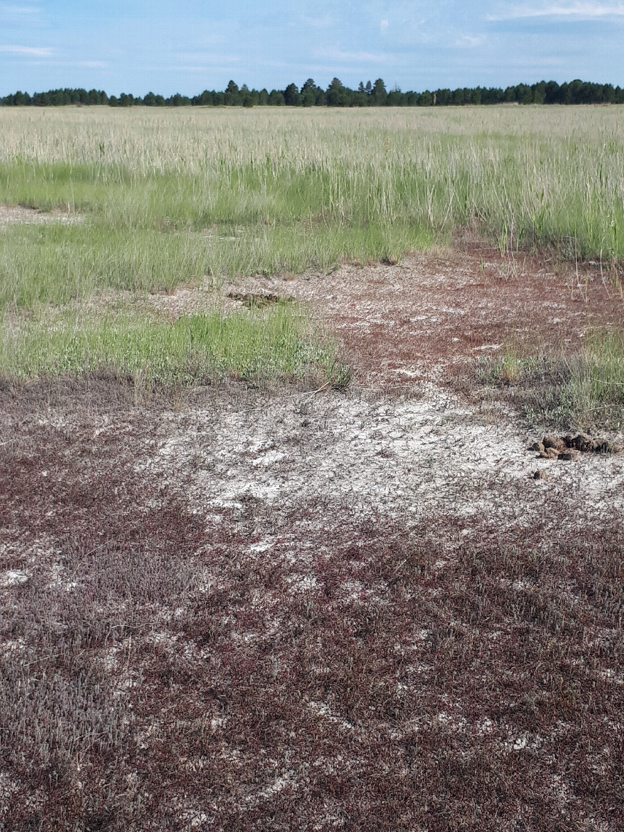 Рядом солончаки / Saline nearby