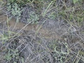 #5: Ant trail at the confluence