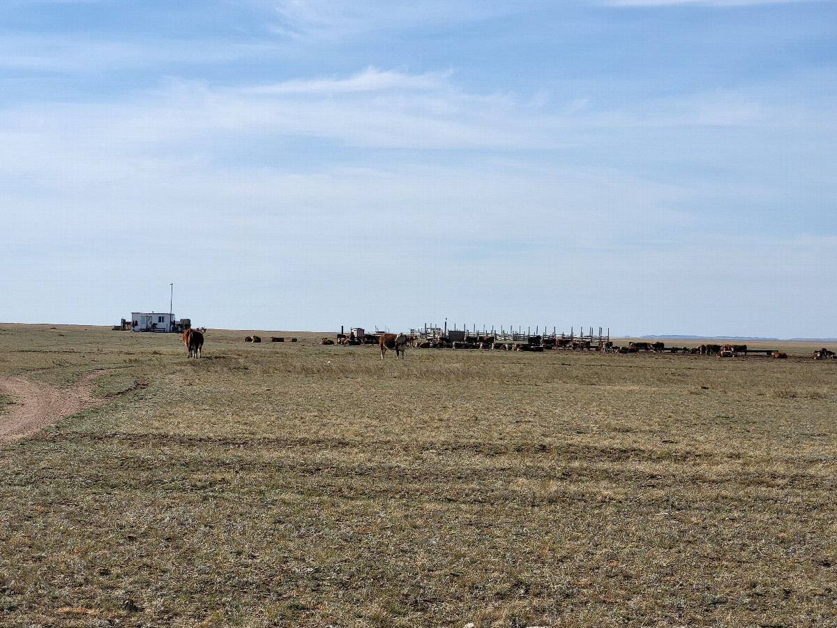 Pasture / пастбище