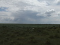 #3: View South: Only cattle