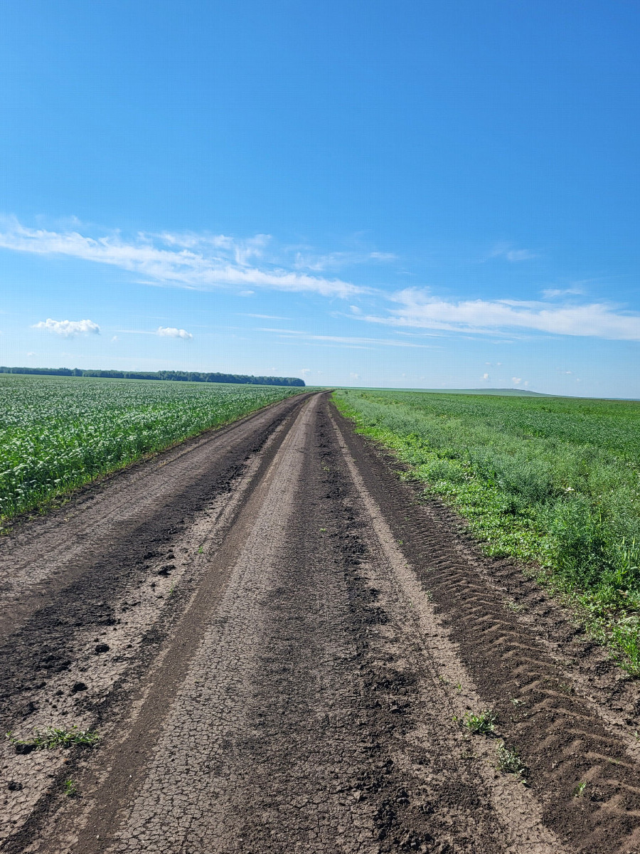 Полевая дорога / Field road