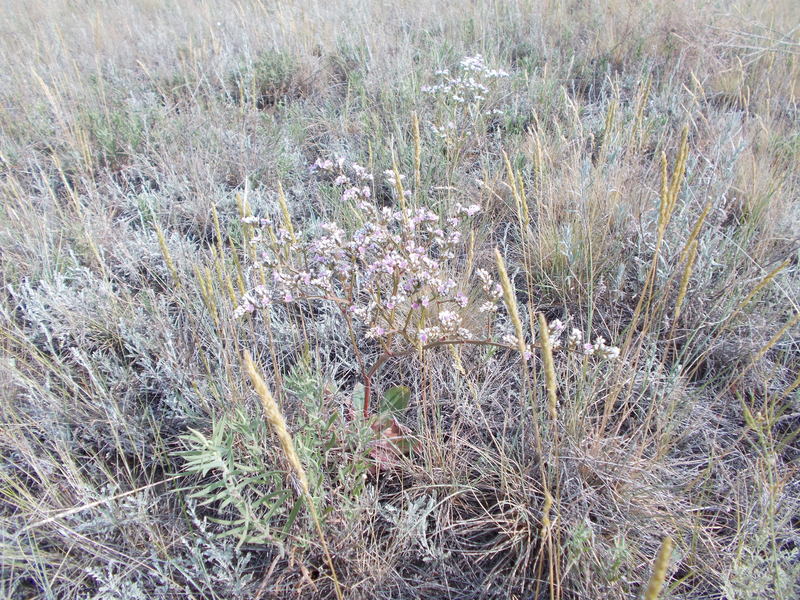 Местная флора/Local flora