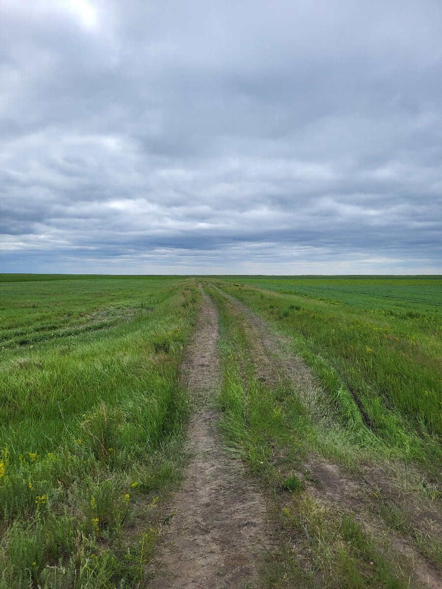 полевая дорога / Field road