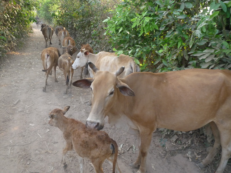 Some friends joining us from the confluence.