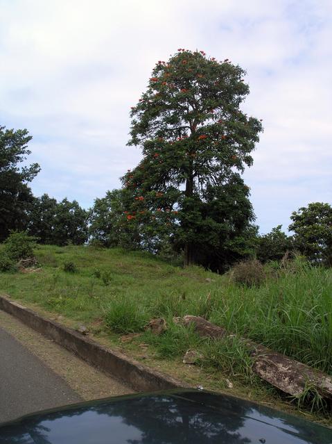 Recognizable tree