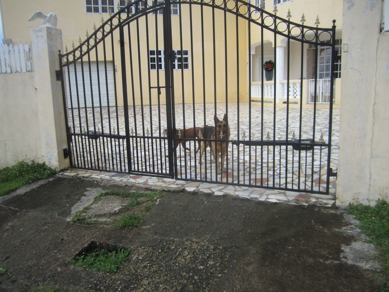 Guard dogs protecting the villa and the point 