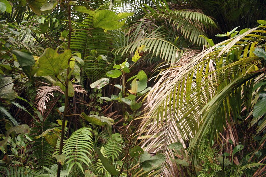 North: Palm trees in the middle of the swamp