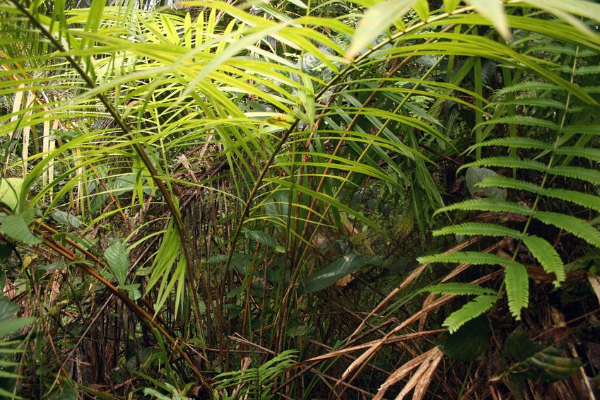 East: Palm trees in the middle of the swamp