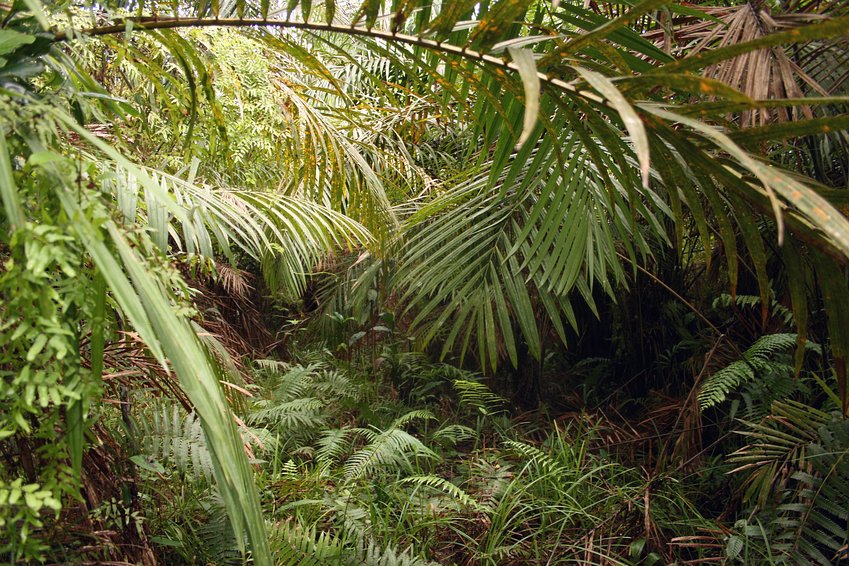 South: Palm trees in the middle of the swamp