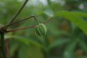 #14: Cassava plant - the most important crop of this region