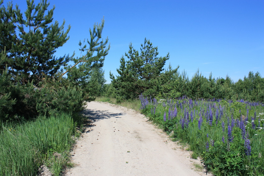 The road to the monument / Дорога к памятнику