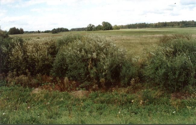 The exact position of the confluence seemed to be in the middle of this bush!