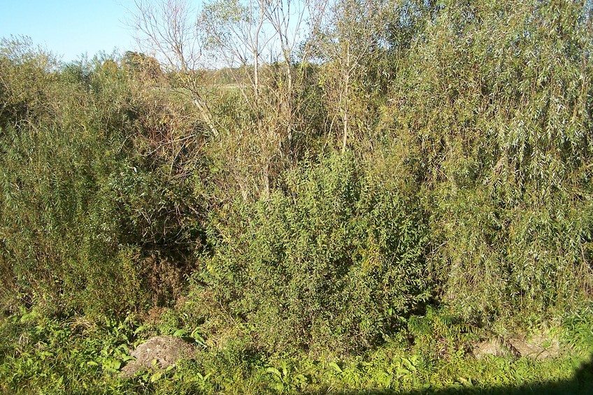 General view of the confluence (towards N, ca. 20 m away)