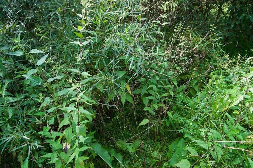 The confluence point lies in this mass of vegetation, next to an earthen dam