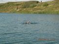 #4: Rainer Swimming with GPS at the Confluence Point