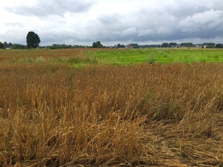 #1: The confluence point lies in a wheat field, just 150m from the nearest roads. (This is also a view to the West.)