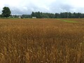 #4: View South (towards another paved road, about 150m away)