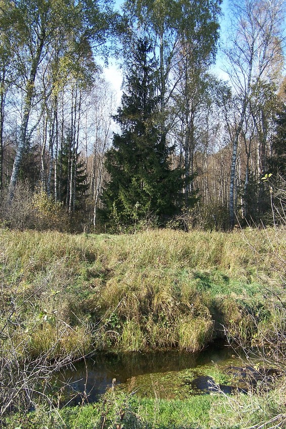 General view of the confluence (towards W, ca. 15 m away)