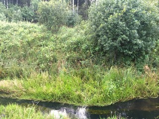 #1: The confluence point lies 10 m away, in the brush on the far bank of this creek. (This is also a view to the West.)