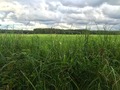 #3: View East (across a large grassy field. I hiked across this field to get to the point.)