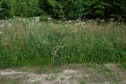 #5: The confluence point lies in long grass, just 3 m or so past this dirt road