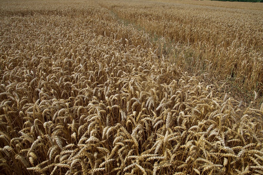 The confluence point is in a wheat field, less than 300 m north of a 4-lane highway