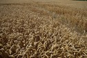 #5: The confluence point is in a wheat field, less than 300 m north of a 4-lane highway