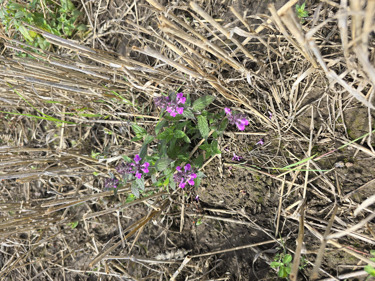 Small flowers