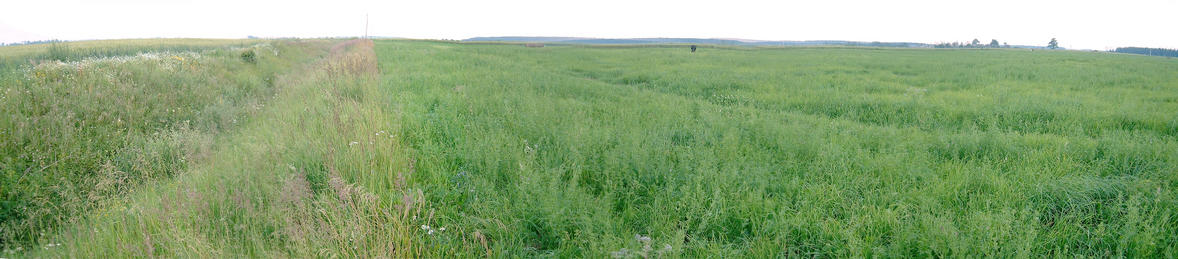 Panoramic view from the confluence of N56 E024 in Lithuania.