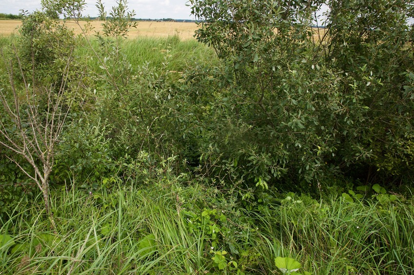 The confluence point lies on the edge of this ditch that separates two wheat fields