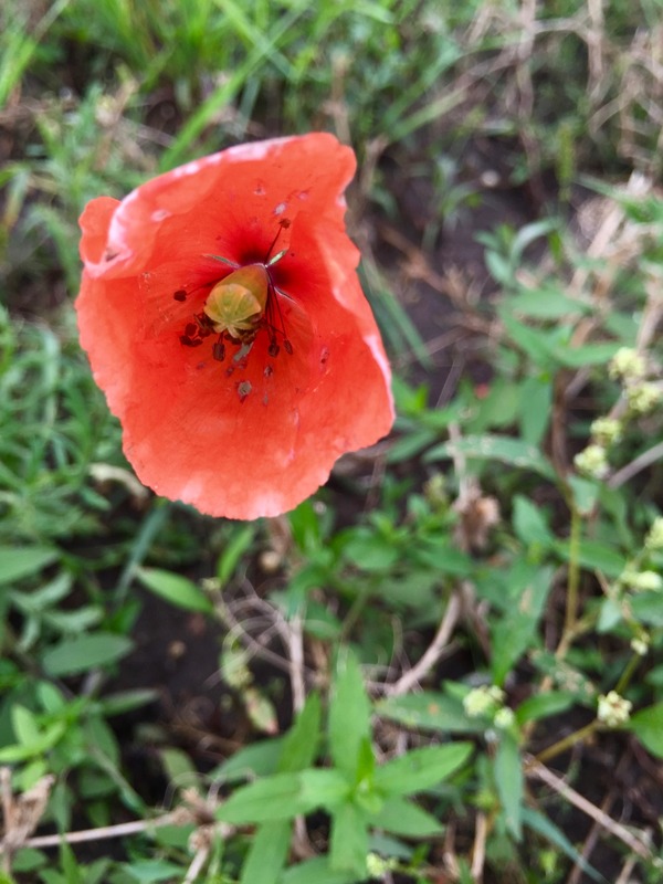 These red poppies (and other wildflowers) were scattered around the field