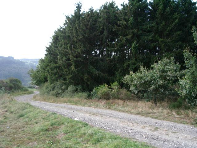 Looking West