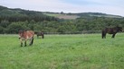 #10: Horses Near CP