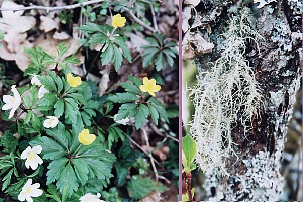 White and yellow anemones and Old Man's beard (Usnea hirta) lichen