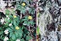 #10: White and yellow anemones and Old Man's beard (Usnea hirta) lichen