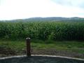 #4: View South (Hasn't the maize grown fast!)