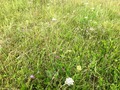 #5: The confluence point lies atop a grassy knoll, covered with wildflowers