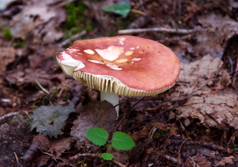 Fungus growing near the point