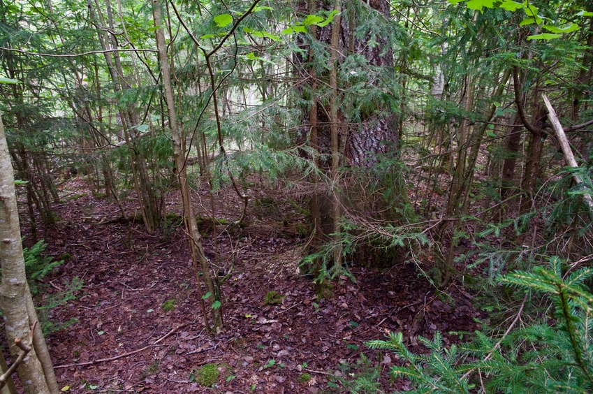 The confluence point lies in forest, next to the Riežupe river