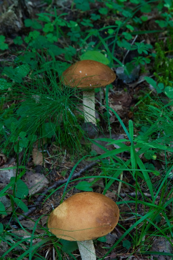 Fungus growing near the point