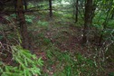 #5: The confluence point lies in a patch of forest, 300 m from a highway